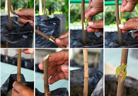 Procedure in top wedge grafting cocoa